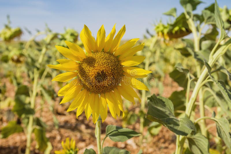 Sunflower Crops Growing in a Plantation Stock Image Image of