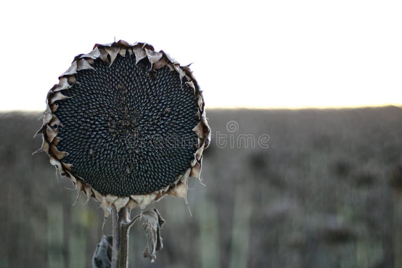 Sunflower dead stock photo. Image of dead, flower, land 356940