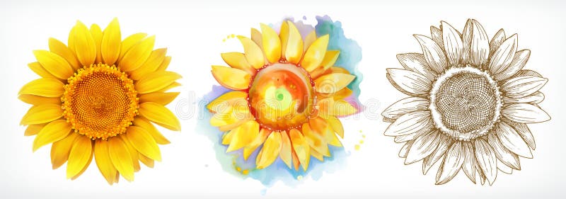 Sunflower, different styles, vector drawing, icon set vector illustration