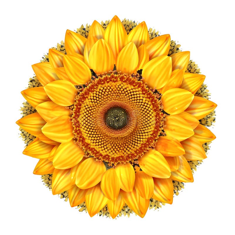 Sunflower Drawing with a Black Outline on a White Background Stock