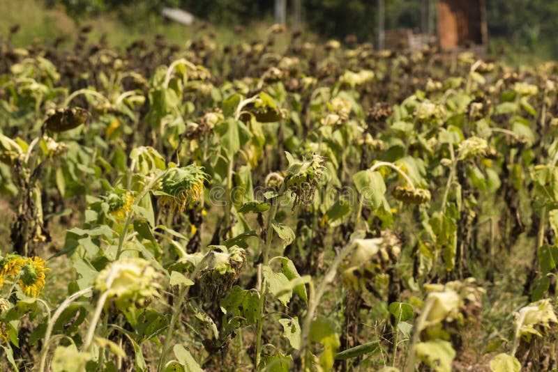Sunflower Droop stock photo. Image of plant, blue, wilted 59172920
