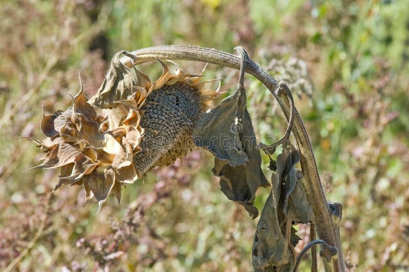 Sunflower Dying stock image. Image of golden, helianthus 15547493