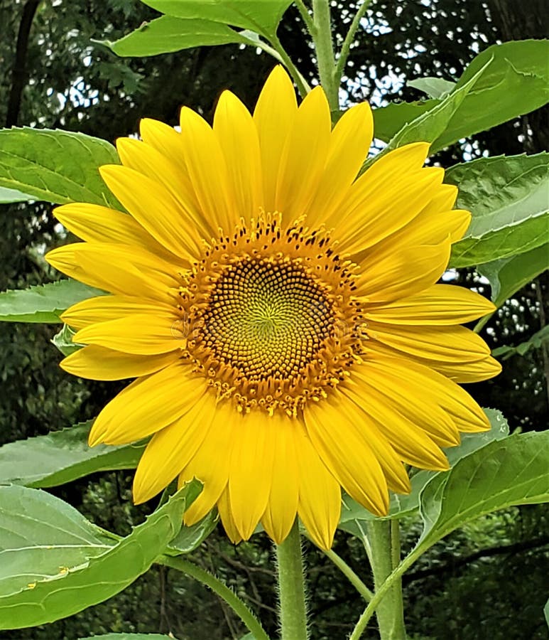 Sunflower in Early Bloom in the Texas Sun Stock Photo Image of yard