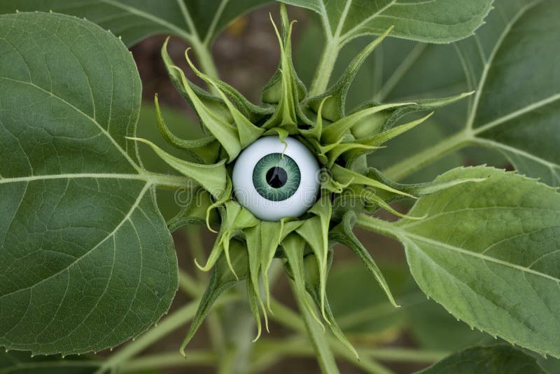Sunflower Eye stock image. Image of sunflower, surrealistic 25621523