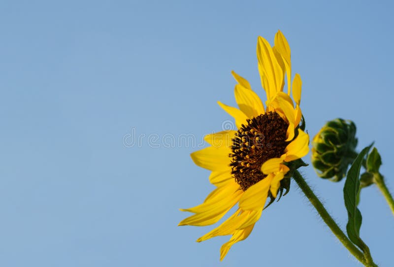 Sunflower facing inward stock photography