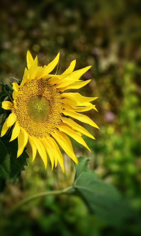 Sunflower Plant Facing the Sun in the Middle of Summer Stock Photo