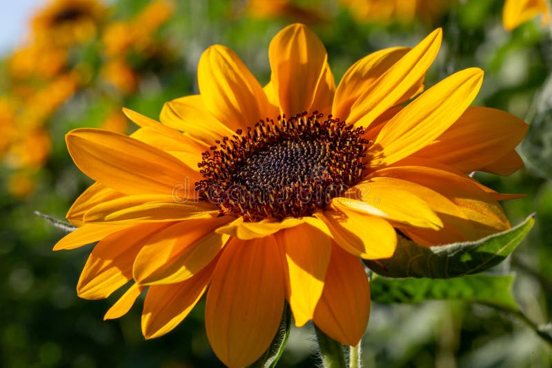 Sunflower Facing the Sun on the Middle of the Spring Stock Image