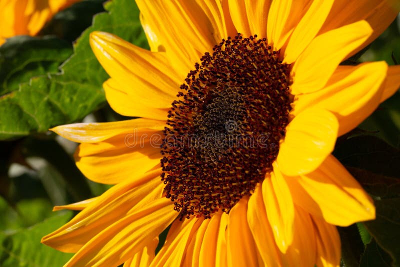 Sunflower Facing the Sun on the Middle of the Spring Stock Image