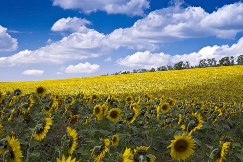 Sunflower Field