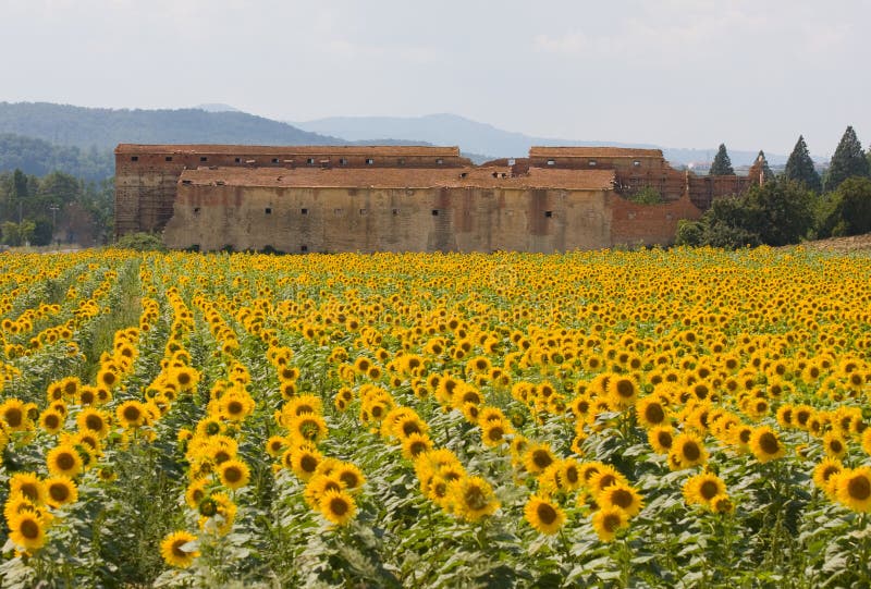 Sunflower With Building In Tuscany, Italy. Stock Photo Image of large