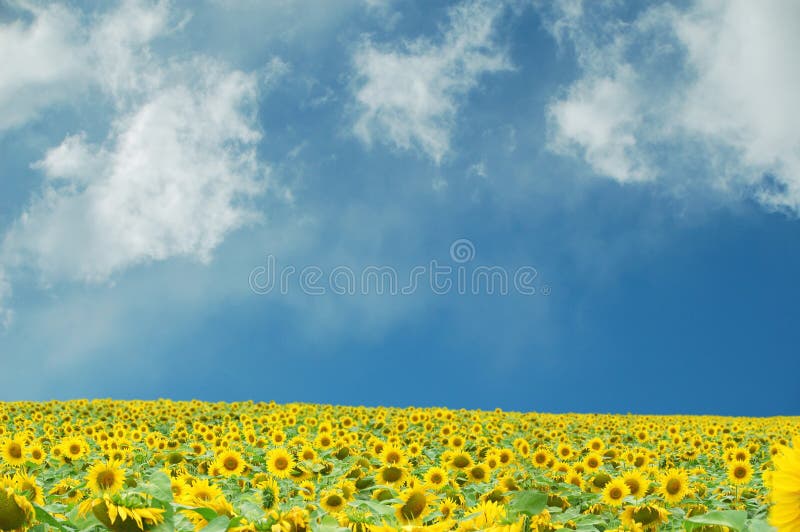 Sunflower field