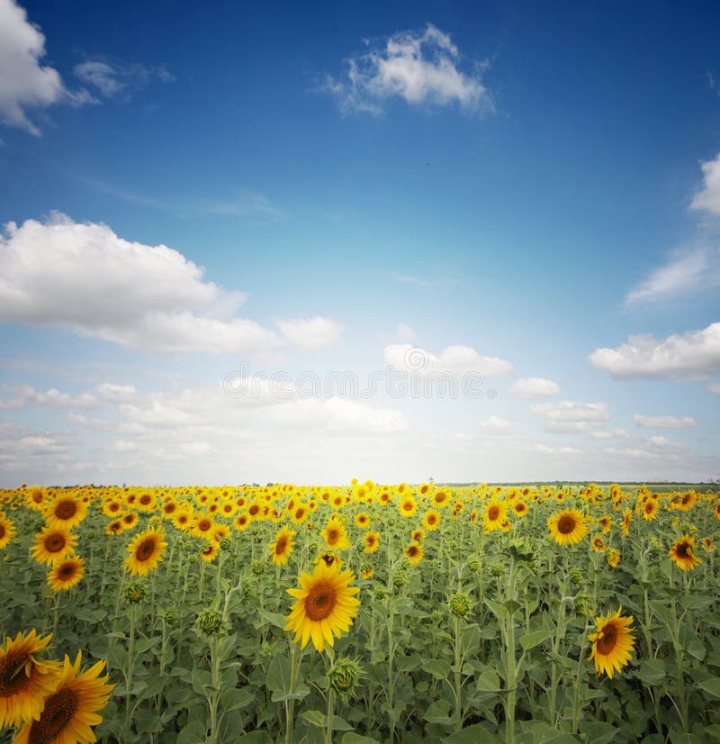 Sunflower field ander blue sky