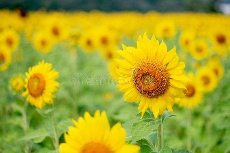 Sunflower Field