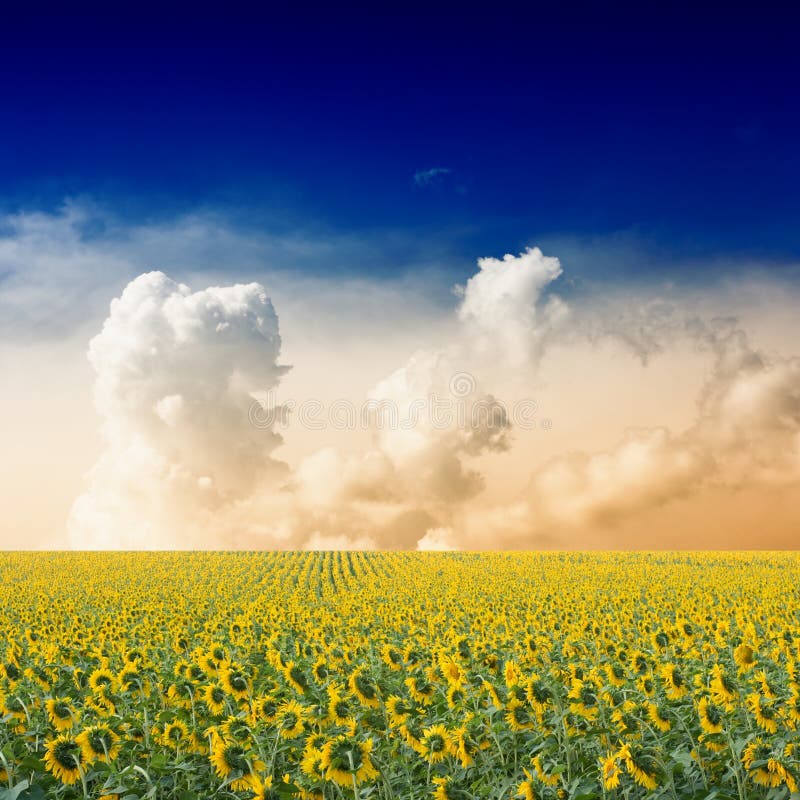 Sunflower field