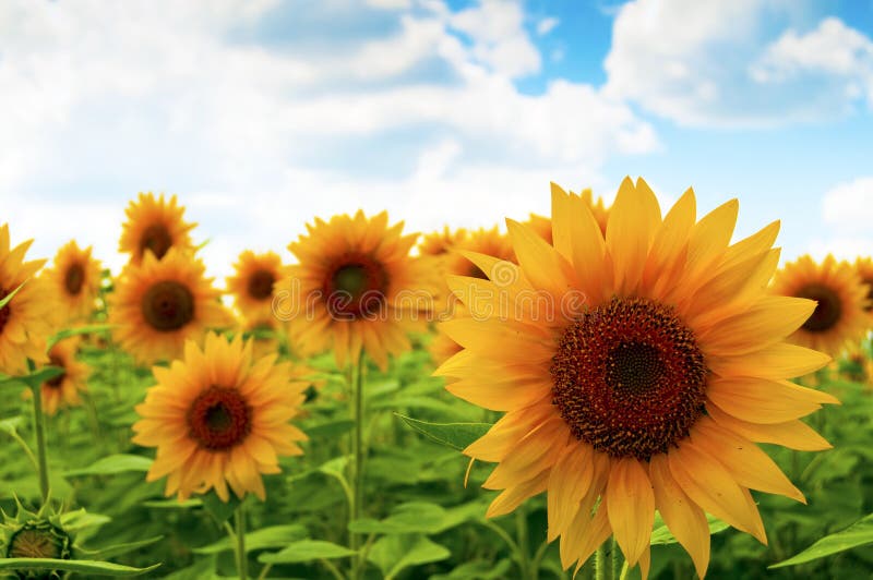 Sunflower on the field