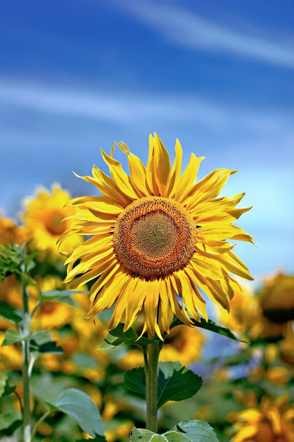 Sunflower stock image. Image of plant, online, sunflower - 32378143