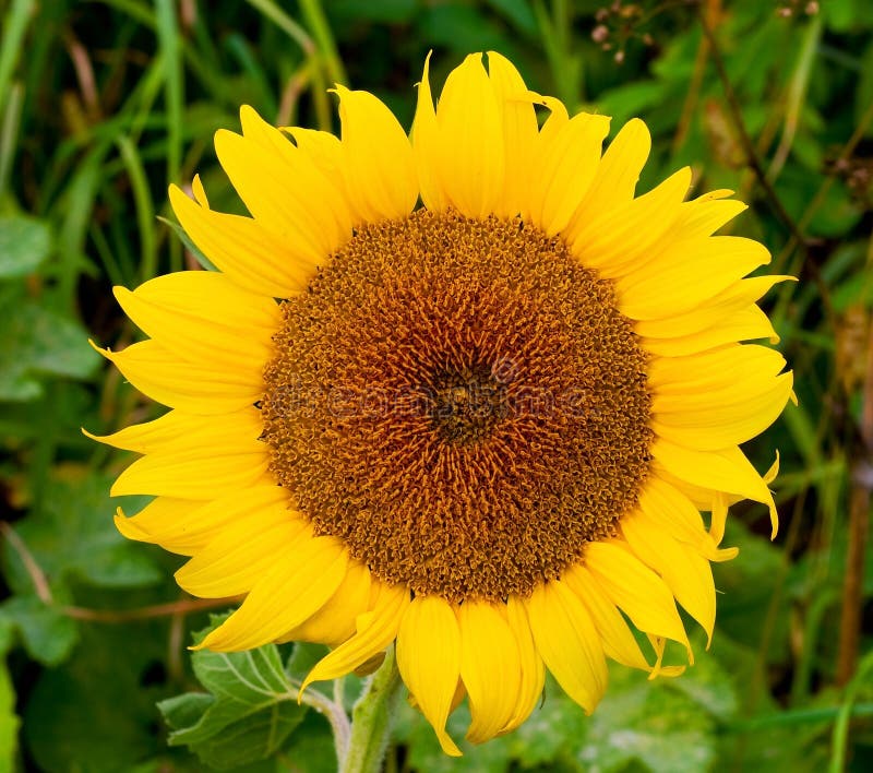 Sunflower on field