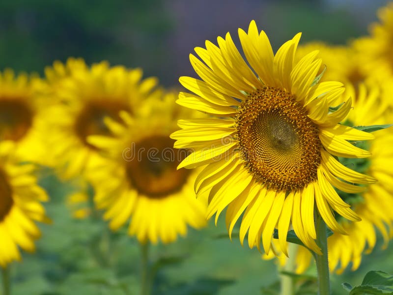 Sunflower Happy new year stock photo. Image of letter 105456880