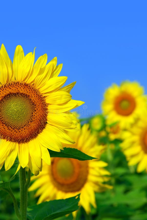 Sunflower field