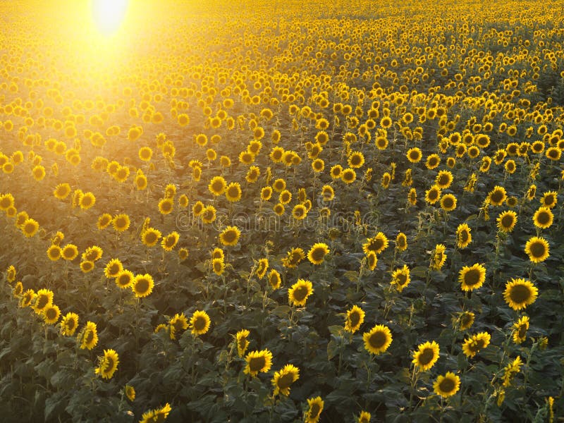 Sunflower field.