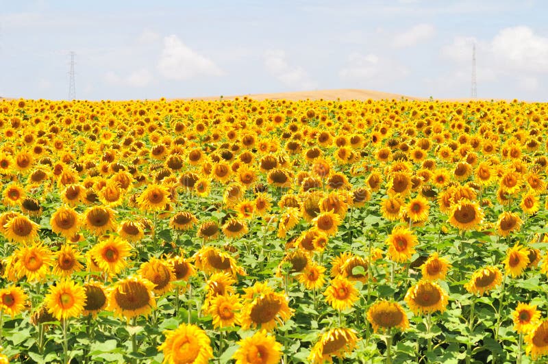 Sunflower field