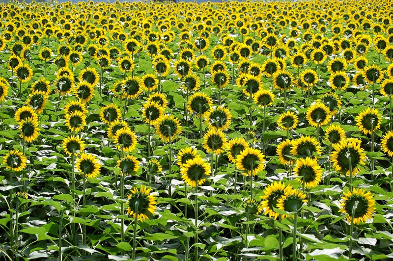 Sunflower field