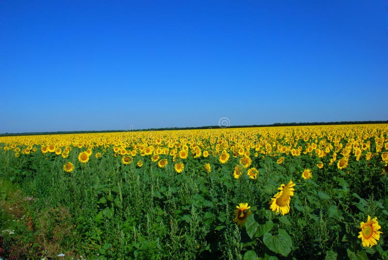 Sunflower field