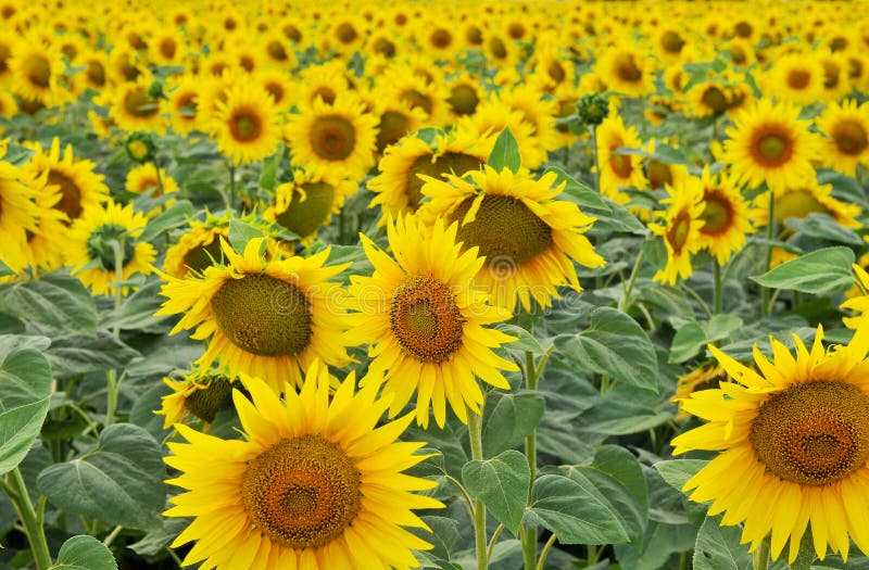 Sunflower field