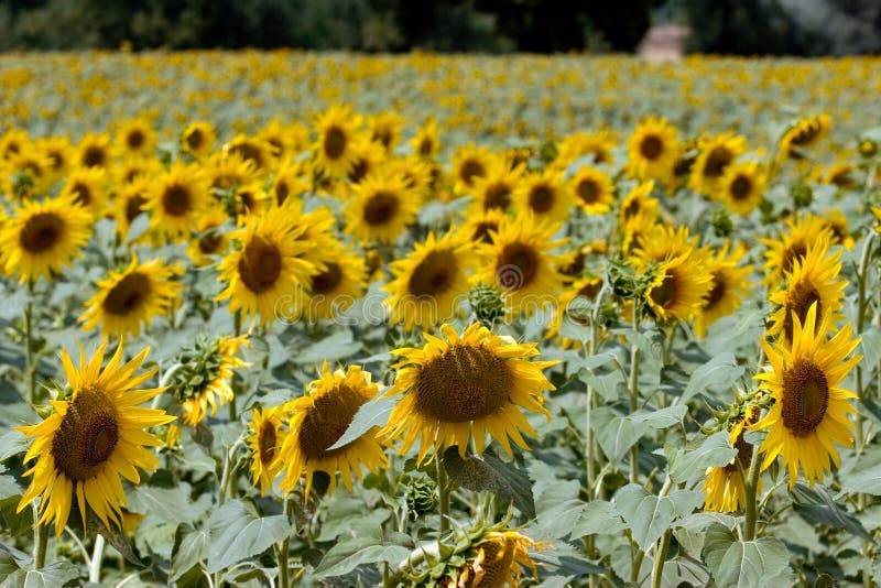 Sunflower field