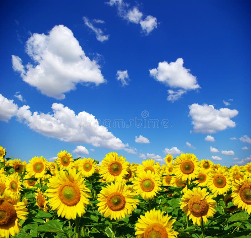 Sunflower field