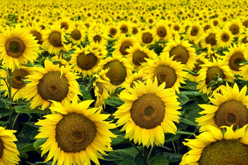 Sunflower field