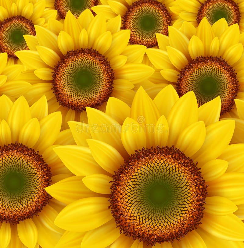 Sunflower background