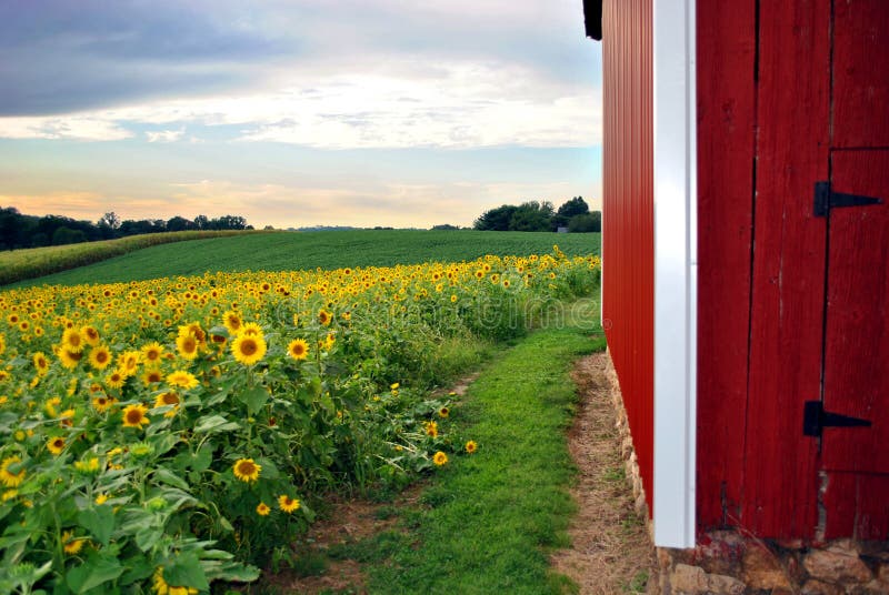 Sunflower Field & Barn