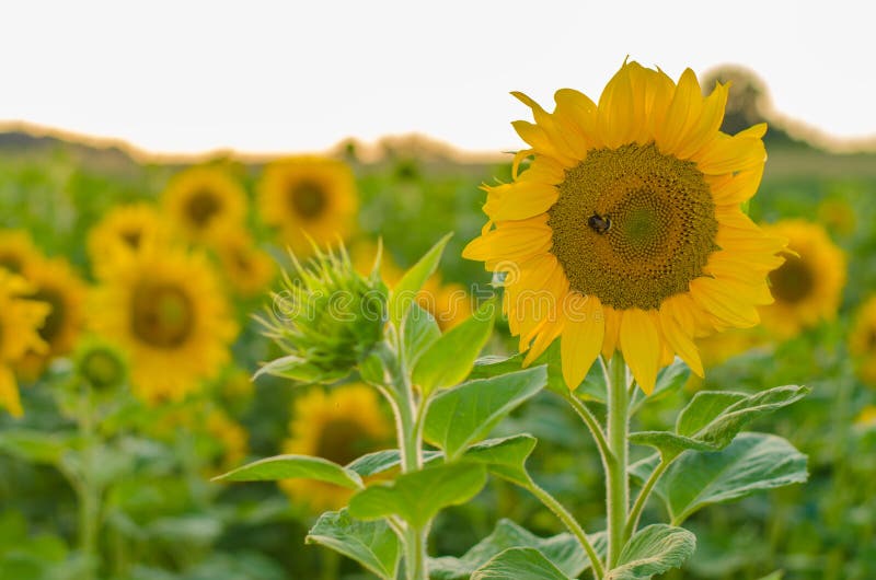 Sunflower field stock photo. Image of flower, sunny, nature 44825702