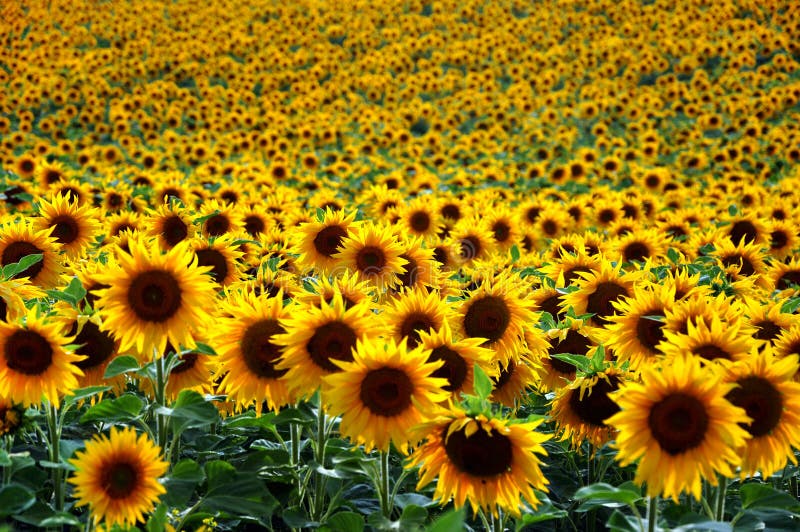 Sunflower field