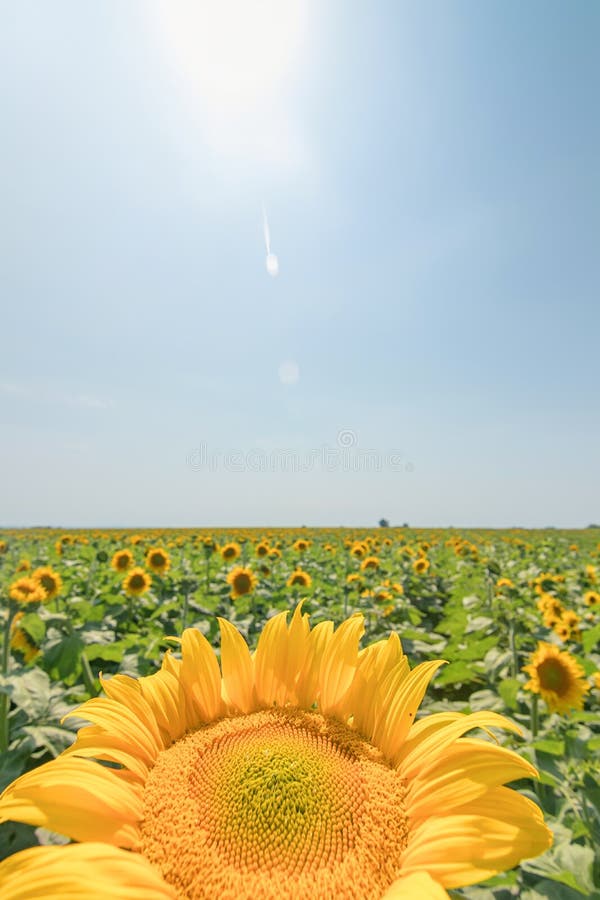 Sunflower, Field of Blooming Sunflowers Stock Image Image of blossom