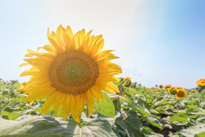 Sunflower, Field of Blooming Sunflowers Stock Image Image of field