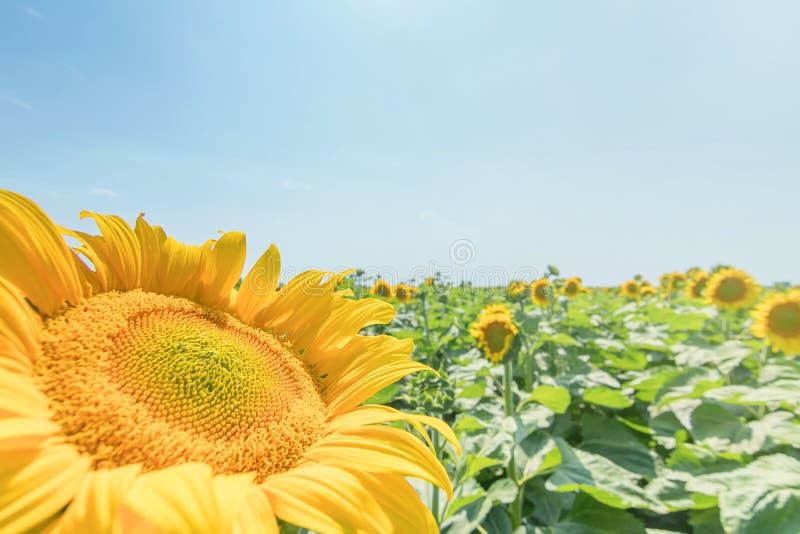 Sunflower, Field of Blooming Sunflowers Stock Photo Image of beauty