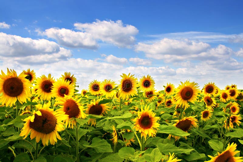 Sunflower field with blue sky