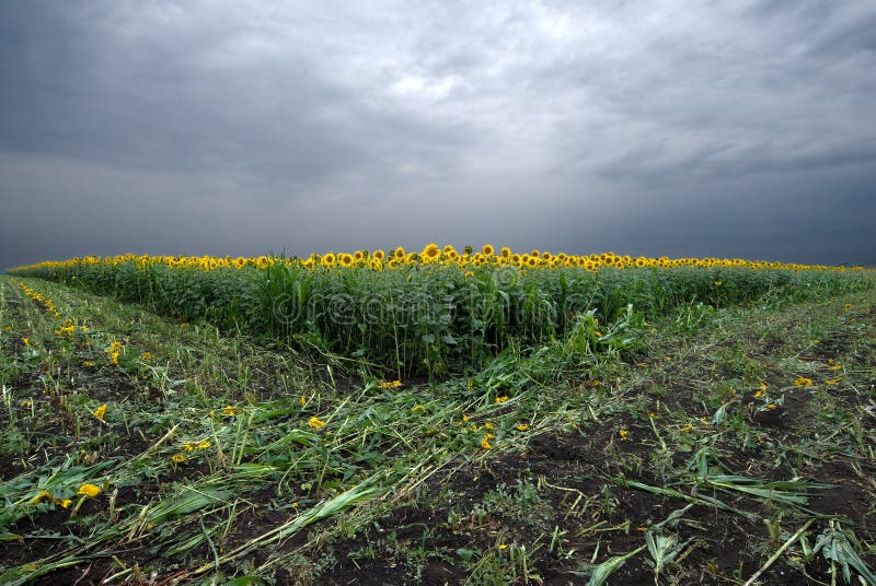 Sunflower field at a cloudy day