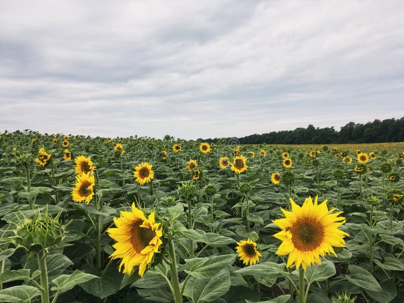Sunflower Field in the Countryside. Ukrainian Fertile Soil that ...