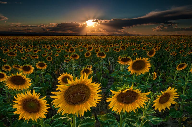Sunflower field stock photo. Image of farm, sunflower 25947604