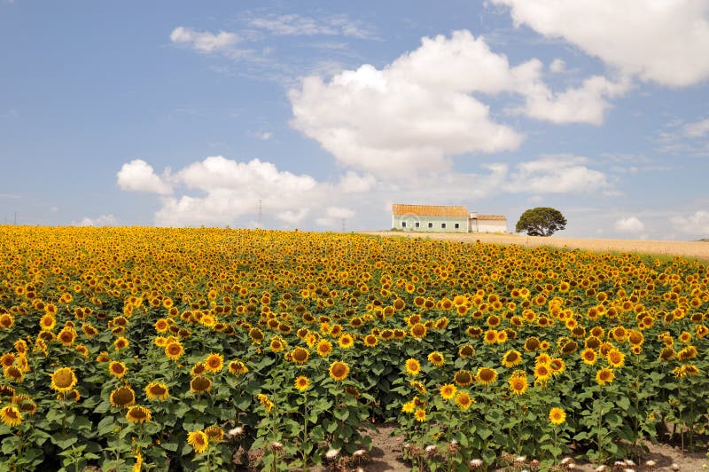 Sunflower field farm