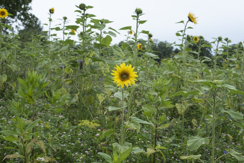 A Sunflower in a Field with Green Manure Stock Photo Image of growth