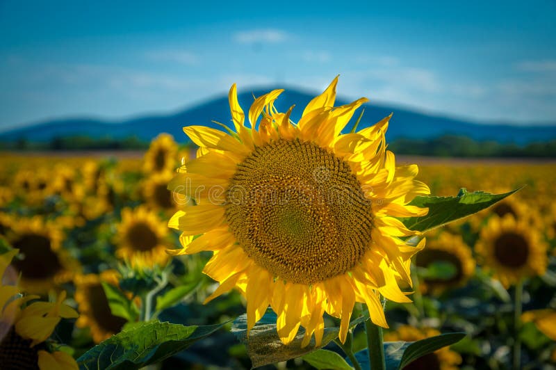 Sunflower Hill stock photo. Image of seeds, light, predappio 20545934