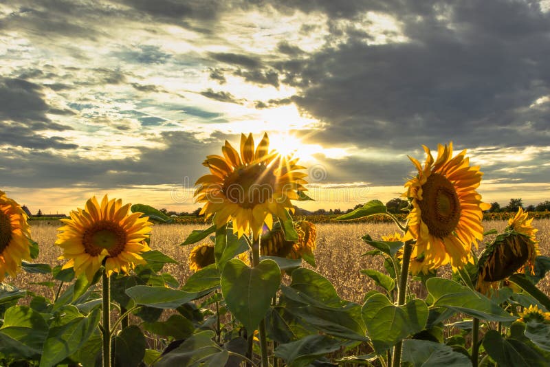 Sunflower Field Landscape In Summerblooming Yellow Sunflowers With Sun