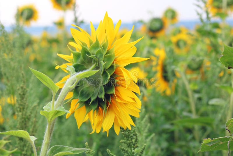 Sunflower field landscape