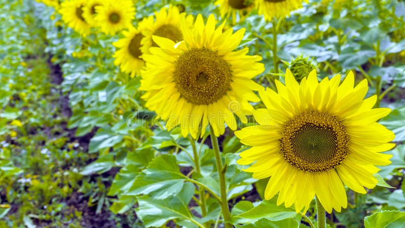 Sunflower field landscape on sunny day close-up royalty free stock image Sunflower field landscape on sunny day close-up royalty free stock image