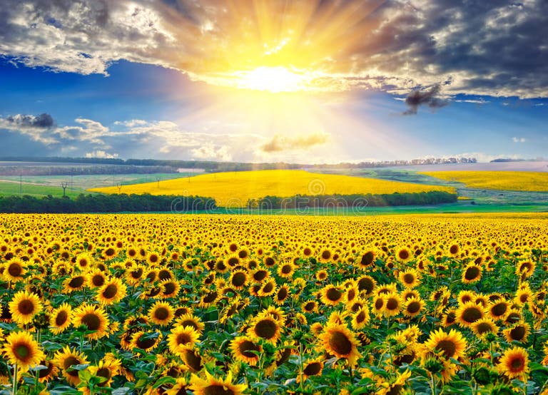 390,195 Sunflower Stock Photos - Free & Royalty-Free Stock Photos from ...