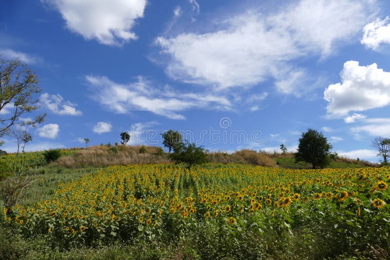 Sunflower Field on the Mountain Stock Photo Image of beautiful, mountain 64479120